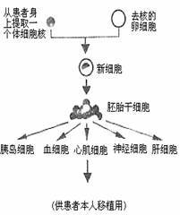 人體細胞結(jié)構(gòu)與功能解析