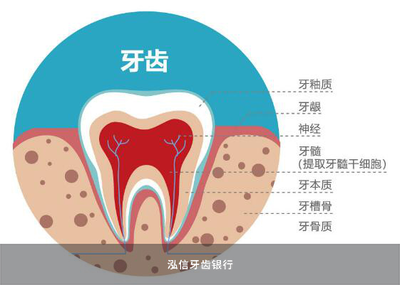 干細胞抗衰老 前沿技術(shù)開發(fā)與應(yīng)用前景