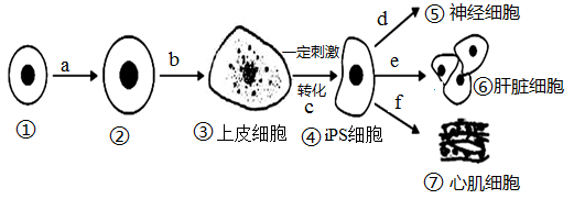 人體干細胞技術(shù)開發(fā)和應(yīng)用新突破